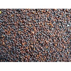 Mustered Seeds(Saasive)-250gms